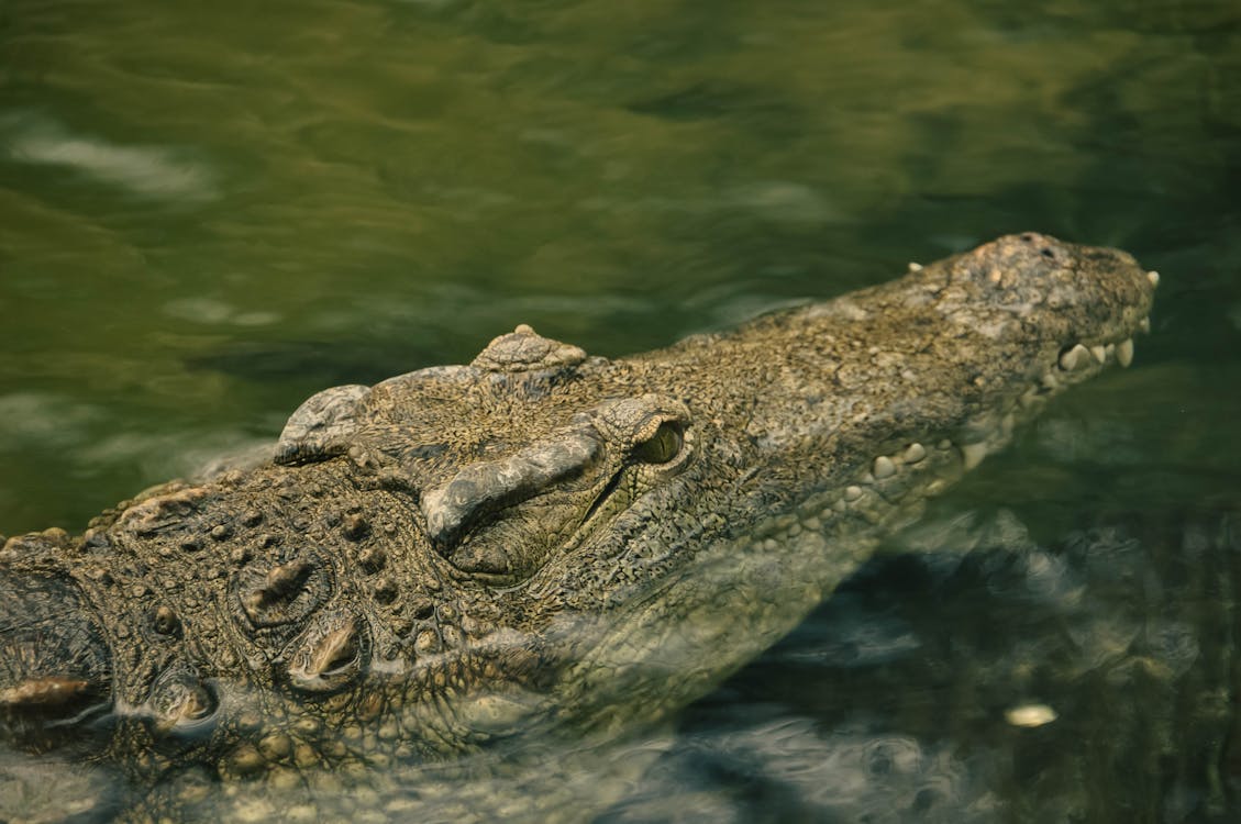 Crocodile spotted in waters off Sentosa Cove caught and euthanised; water activities can resume Post feature image