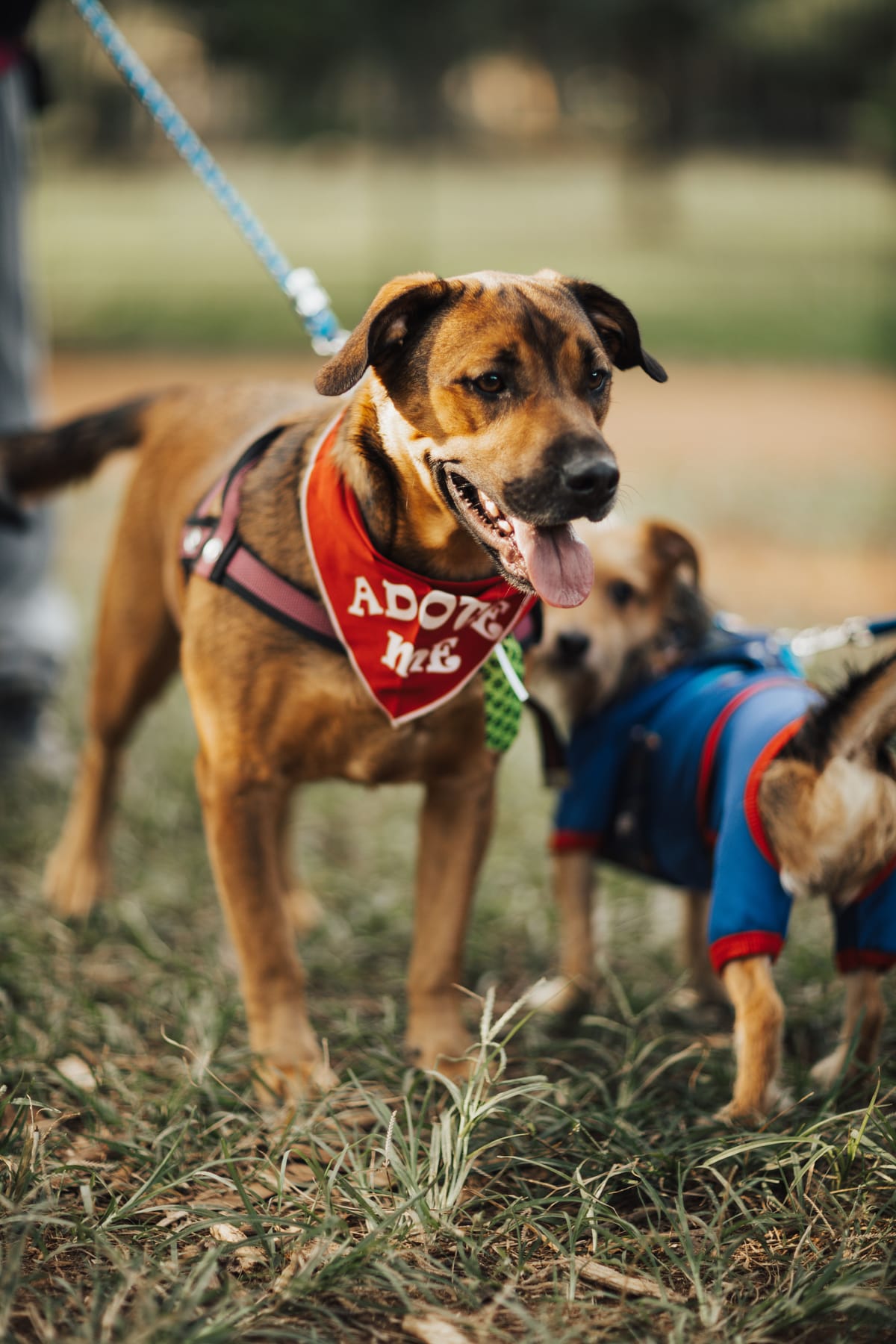 CQ @ Clarke Quay hosts massive pet event over two weekends this May Post feature image