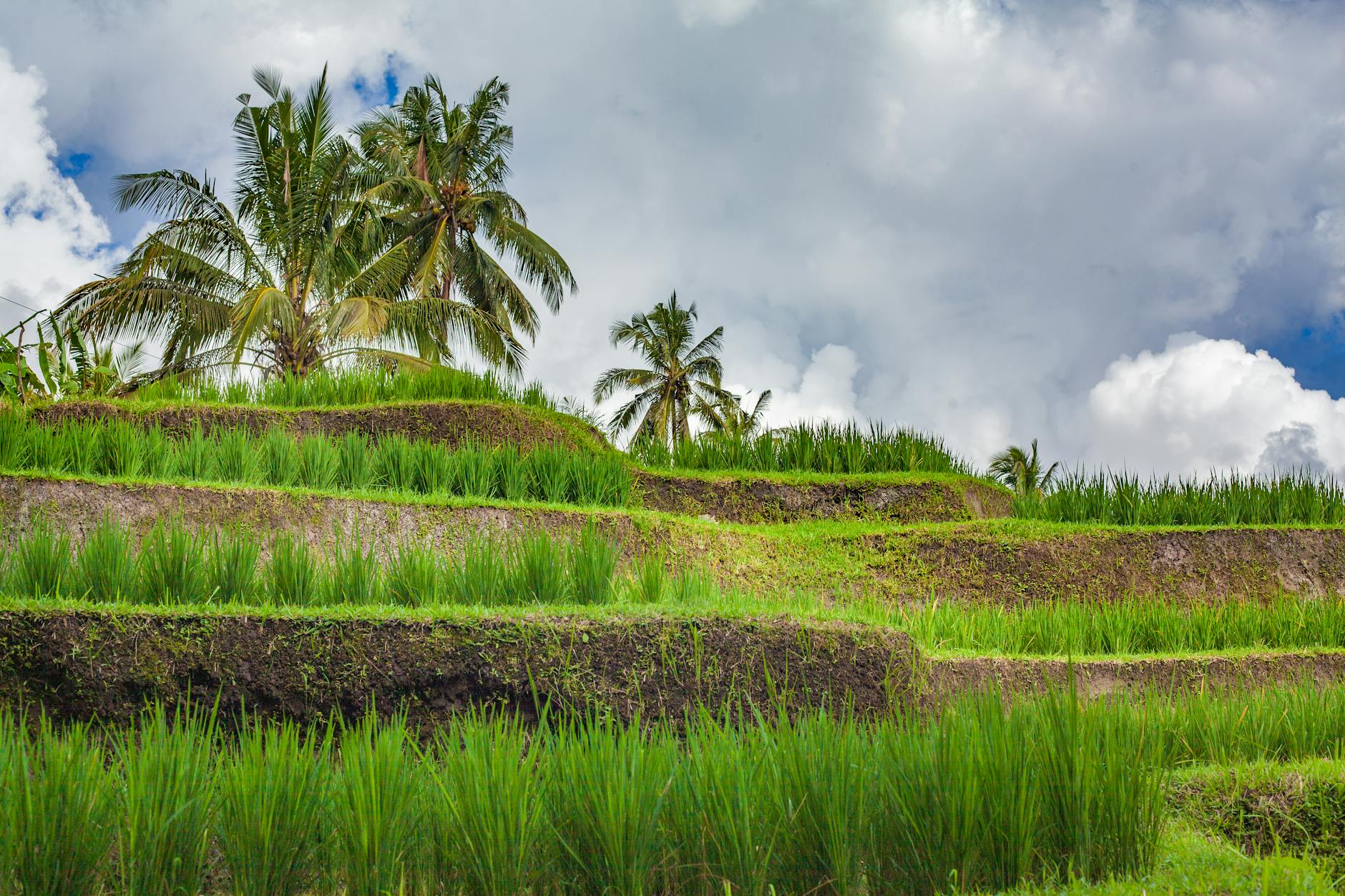 Ocean Tribes Festival brings music, film, and fashion to Suntec on April 11 Post image